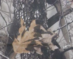 Ткань Оксфорд 600 (5*5) D WR/PU 200 +/-10гр.м2 рул 50м кмф (КМФ Мох)