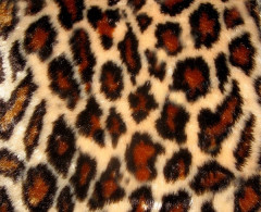 Мех искуственный, коротковорсовый, жаккардовый (Беларусь)  (ИТЖФ-2-995 С3)